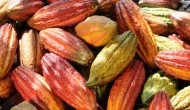 Kakaové bôby
